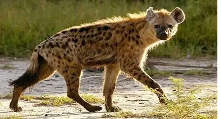 የዱር እንስሳት ሰዎች ላይ የሚያደርሱት ጥቃት ከጊዜ ወደ ጊዜ እየጨመረ መምጣቱ ተገለጸ