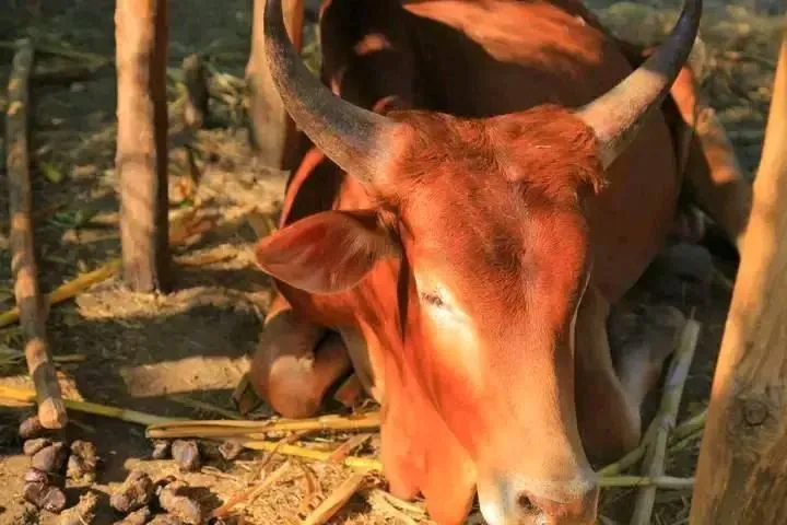 በጋሞ ዞን እንሰሳትን እየገደለ ያለው ምንነቱ ያልታወቀ በሽታ በላብራቶሪ ፍተሻ እየተደረገበት መሆኑ ተገለጸ