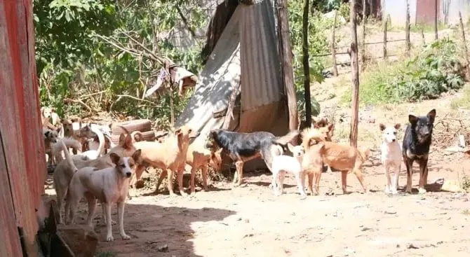 አድራሻቸውን የሚቀይሩ ሰዎች ያሳደጓቸውን ውሾች ጥለው መሄዳቸው “ለእብድ ውሻ በሽታ” መጨመር ምክንያት መሆኑ ተገለጸ