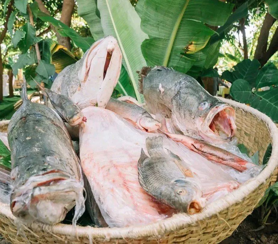 በሀገር ውስጥ ካለው የአሳ ምርት 10 በመቶ ብቻ ጥቅም ላይ እንደሚውል ተገለጸ