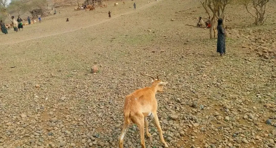 በዋግ ኽምራ ዞን በድርቅ ምክንያት 6 ሺሕ 300 እንሰሳት መሞታቸው ተገለጸ