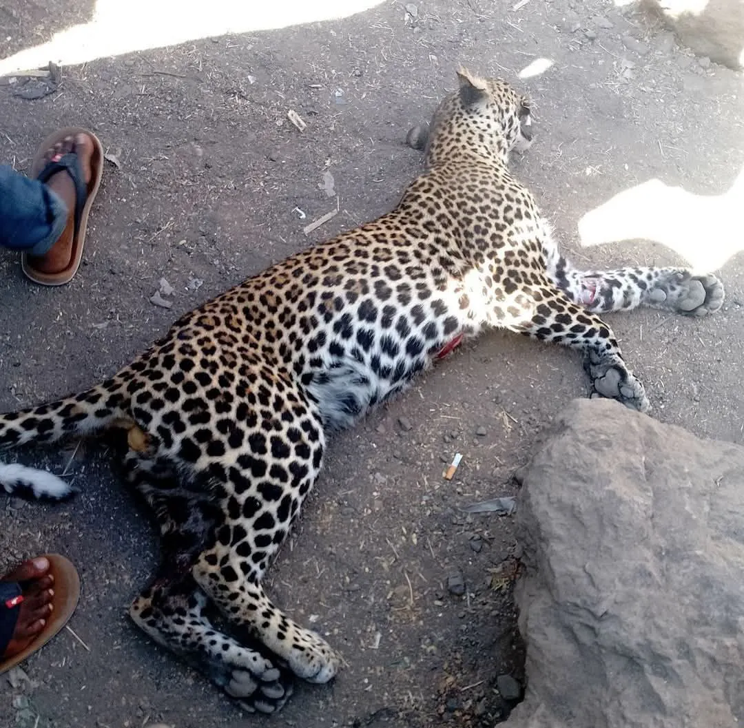 በሸዋሮቢት ከተማ አራት ግለሰቦች ላይ ጉዳት ያደረሰው ነብር ተገደለ