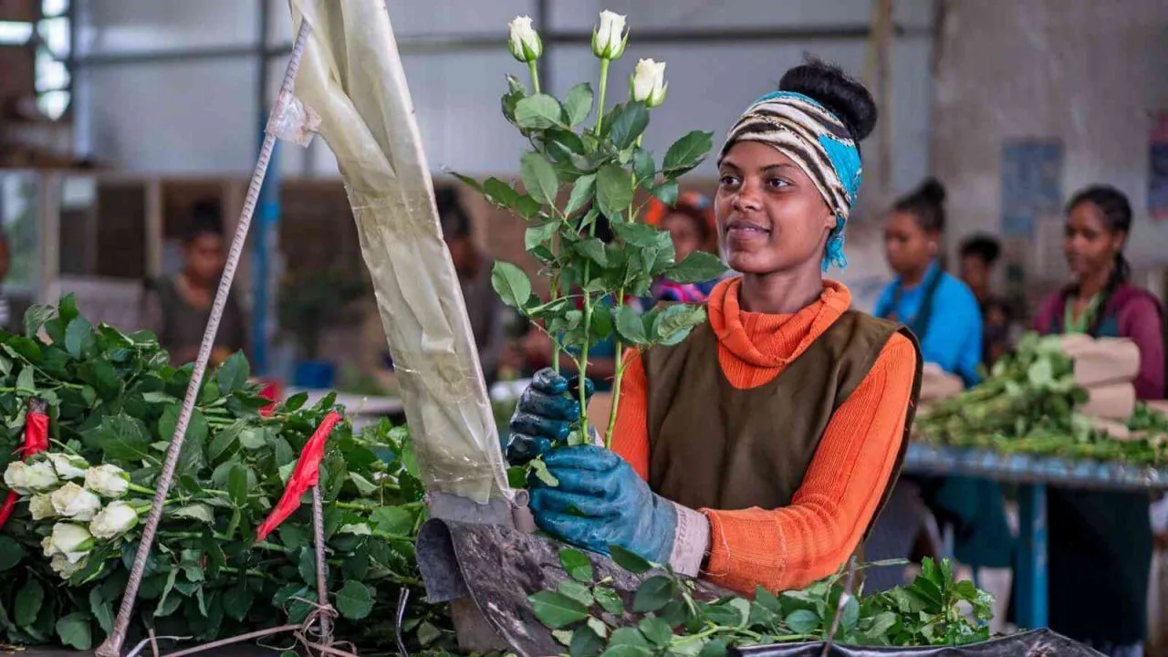 በኢትዮጵያ የአበባ ምርት ኢንቨስትመንት ላይ 80 በመቶ የሚሆኑ ሴቶች ተሳታፊ መሆናቸው ተገለጸ