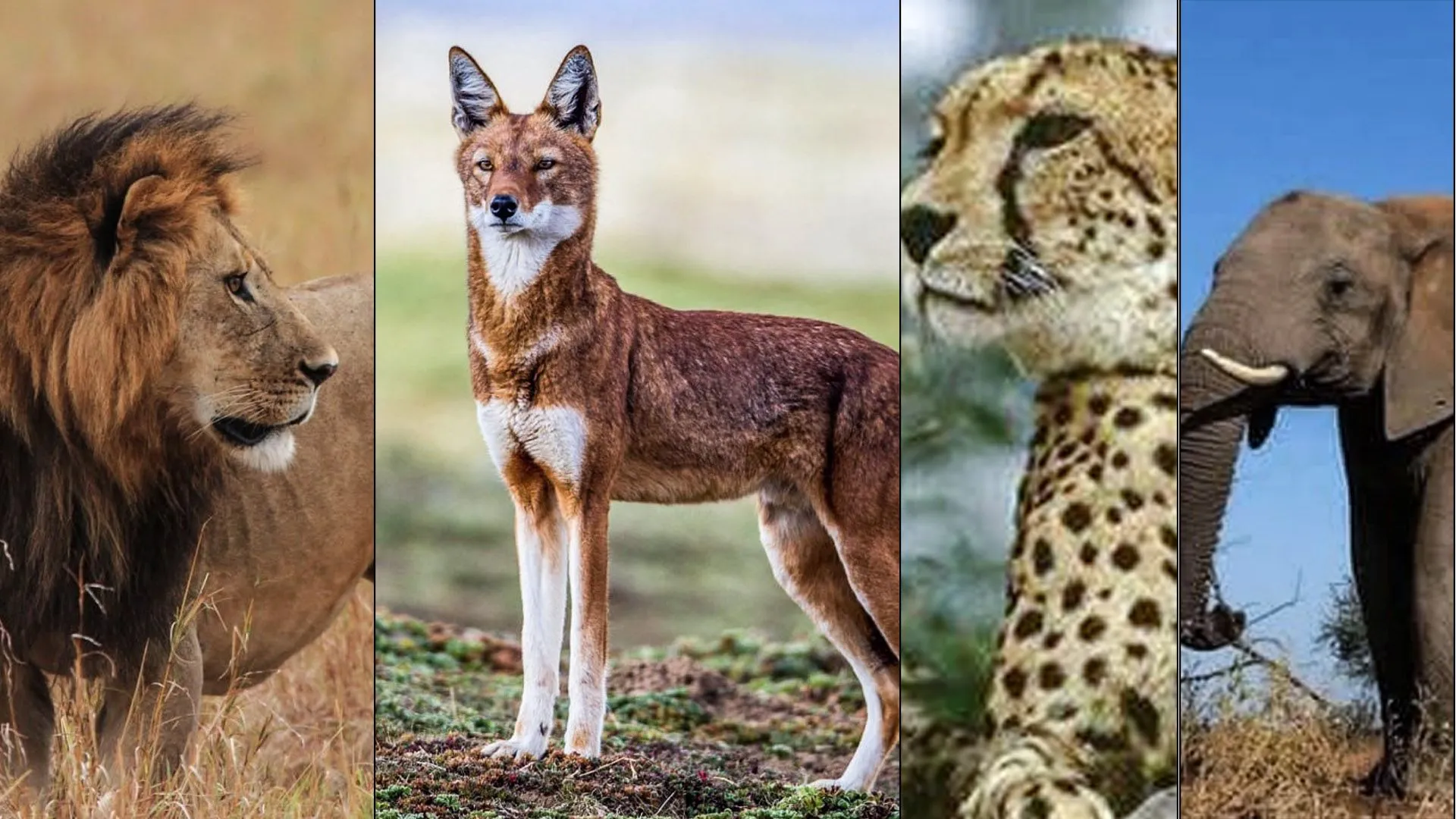 በብሔራዊ ፓርኮች ውስጥ በሚገኙ አንዳንድ የዱር እንስሳት ላይ የመጥፋት አደጋ መጋረጡ ተገለጸ