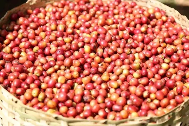 ከኢትዮጵያ ወደ ውጭ ሀገራት የሚላከው ደረጃ አንድ የቡና ምርት ሽፋን 45 በመቶ መድረሱ ተገለጸ