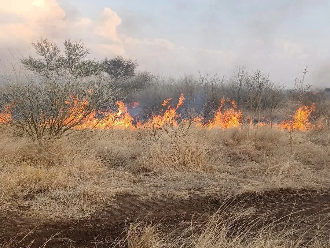 በሃላይደጌ-አሰቦት ዕጩ ብሔራዊ ፓርክ ላይ ተከስቶ የነበረው የእሳት ቃጠሎ ከሦስት ቀናት በሗላ በቁጥጥር ሥር መዋሉ ተገለጸ
