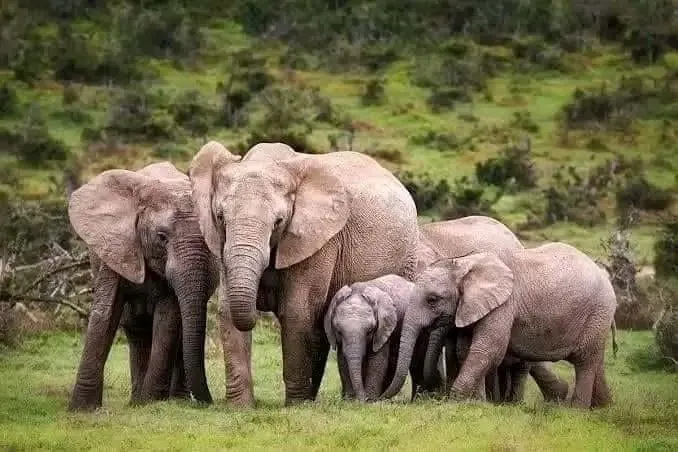 በሰሜኑ ጦርነት ጉዳት ደርሶበት ከነበረው ቃፍታ ብሔራዊ ፓርክ ወደ ኤርትራ የተሰደዱ 50 ዝሆኖች መመለሳቸው ተገለጸ
